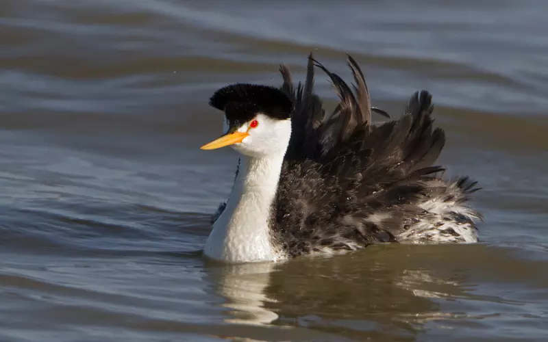 Population Of Clark’s Grebe