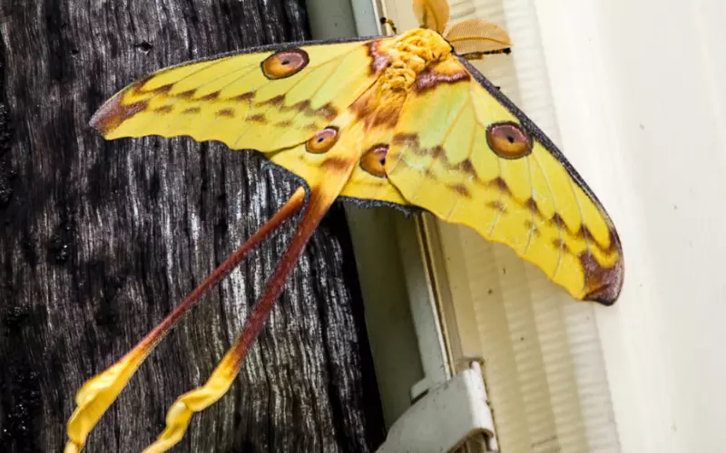 Population Of Comet Moth