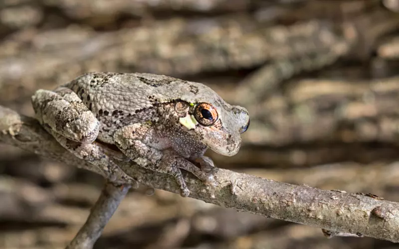 Population Of Gray Tree Frog