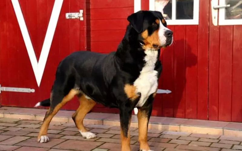 Population Of Greater Swiss Mountain Dog