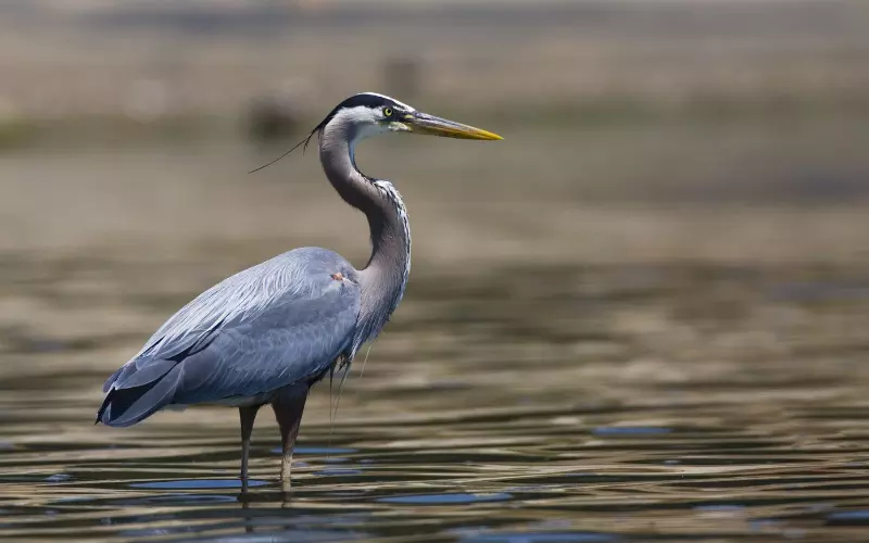 Population Of Heron