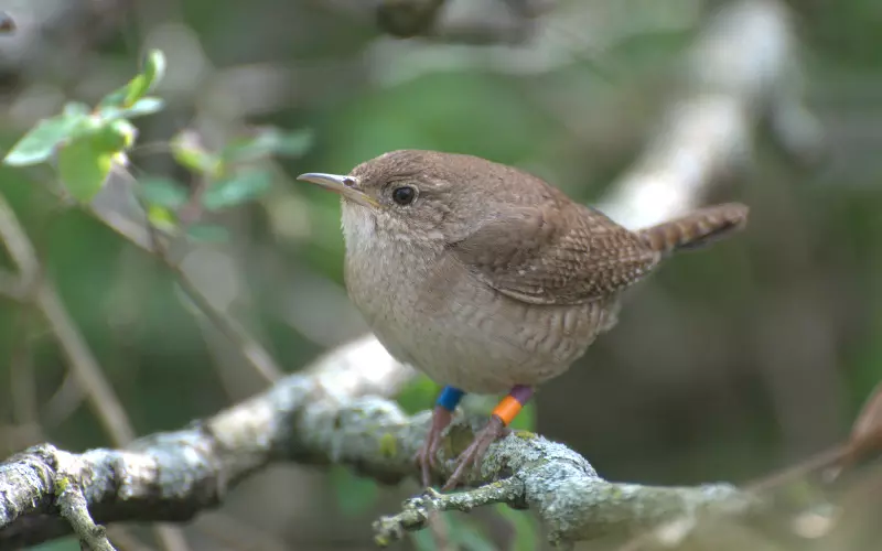 Population Of House Wren