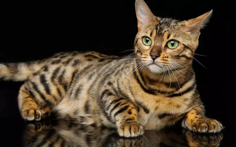 Population Of Leopard Cat