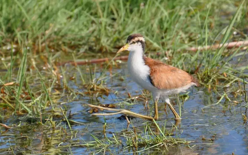 Population Of Lesser Jacana