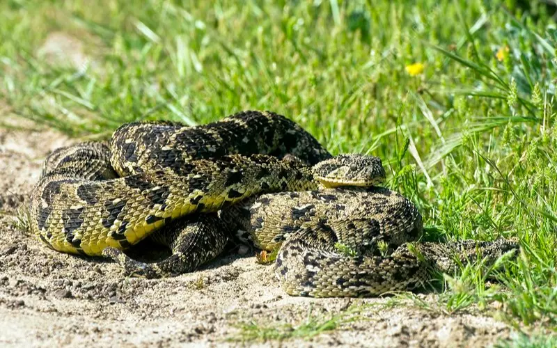 Population Of Puff Adder