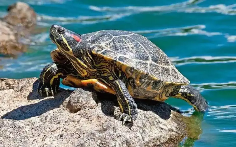 Population Of Spiny Hill Turtle