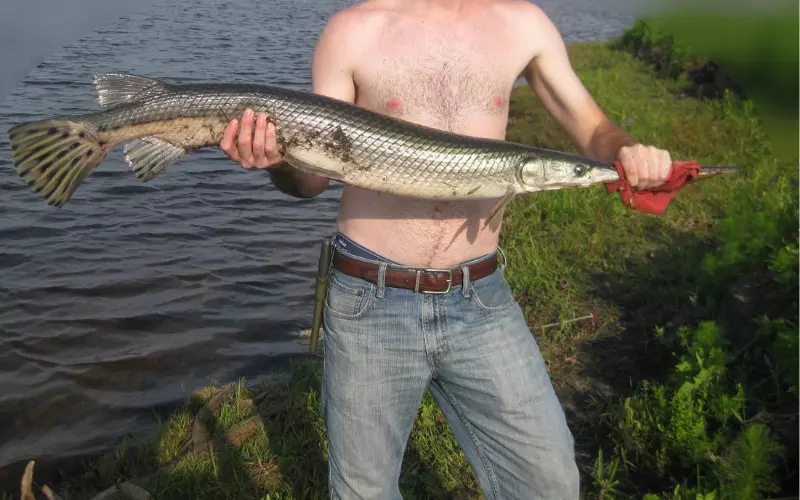 Population Of Spotted Gar