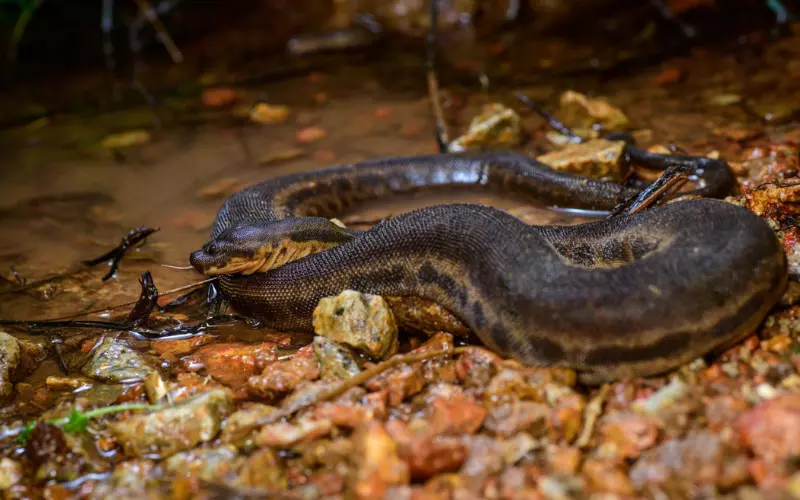 Population of Arafura File Snake