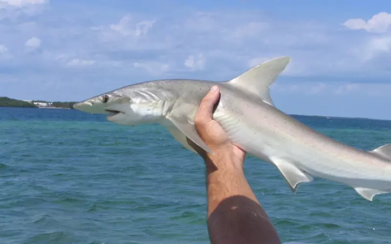 Population of Bonnethead Shark