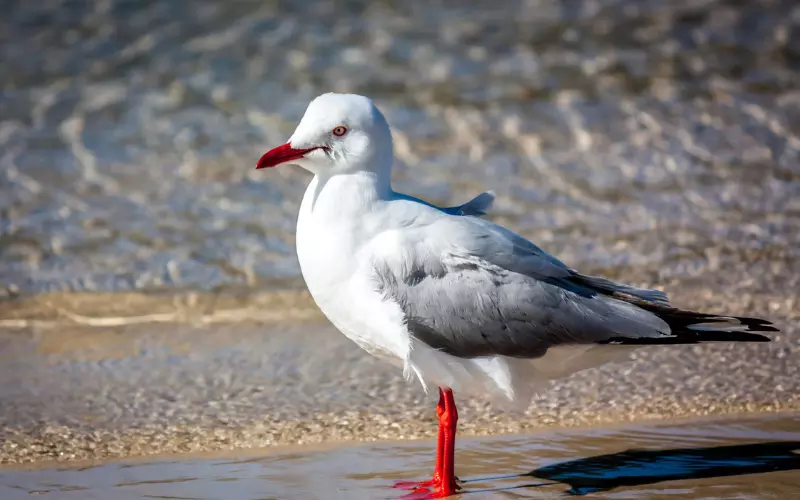 Population of Seagull