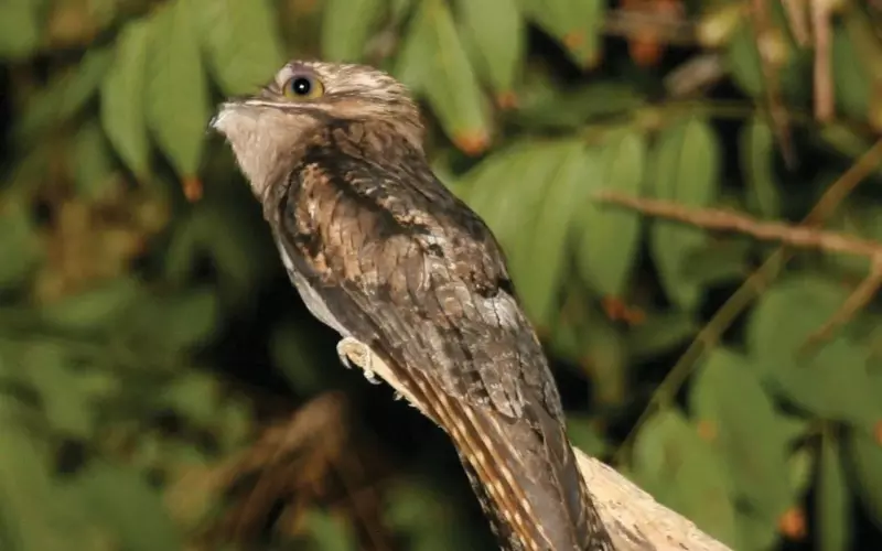 Potoo