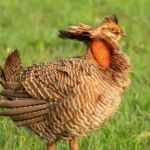 Prairie Chicken