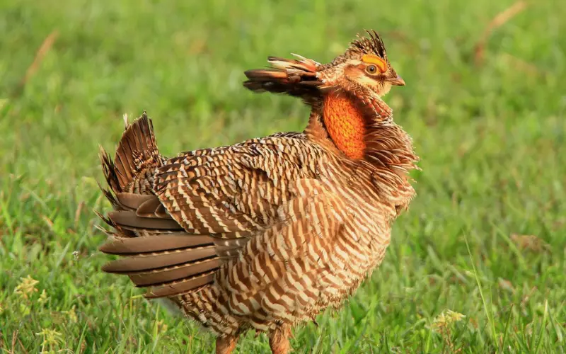 Prairie Chicken