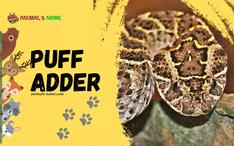 Puff Adder