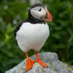 Puffin