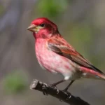 Purple Finch