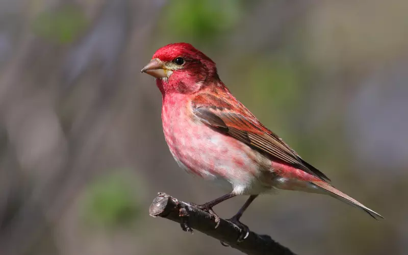 Purple Finch