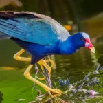 Purple Gallinule