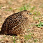 Quail