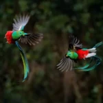 Quetzal