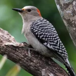 Red-Bellied Woodpecker