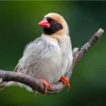 Red-Billed Quelea Bird