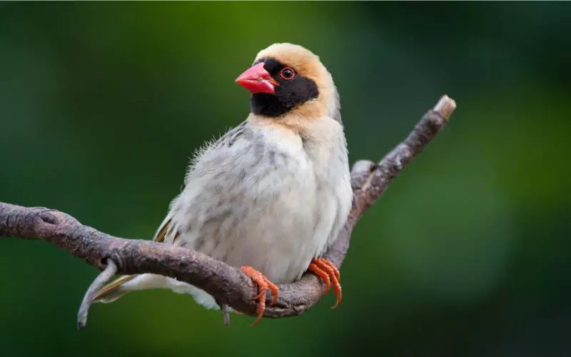 Red-Billed Quelea Bird