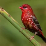 Red Finch