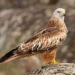 Red Kite