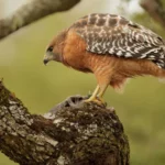 Red-Shouldered Hawk