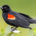 Red-winged blackbird