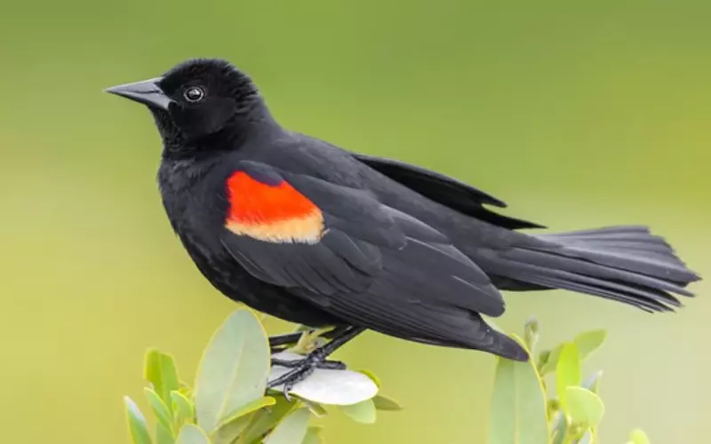 Red-winged blackbird