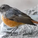 Redstart