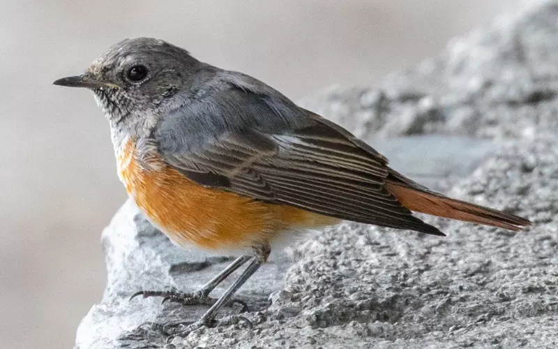 Redstart