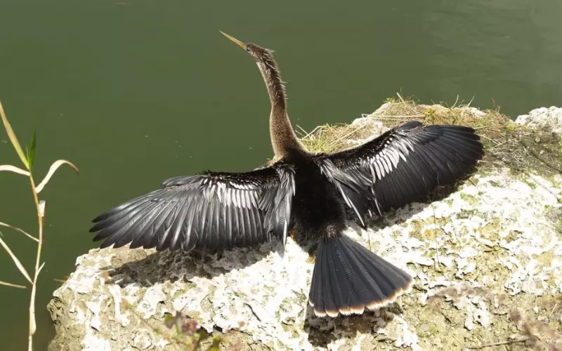 Reproduction And Lifecycle Of Anhinga