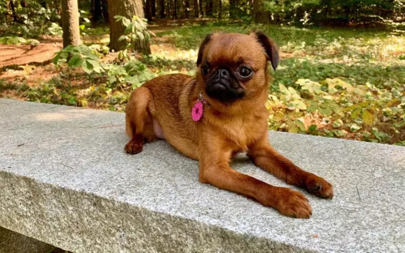 Reproduction And Lifecycle Of Brussels Griffon