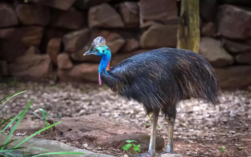 Reproduction And Lifecycle Of Cassowary