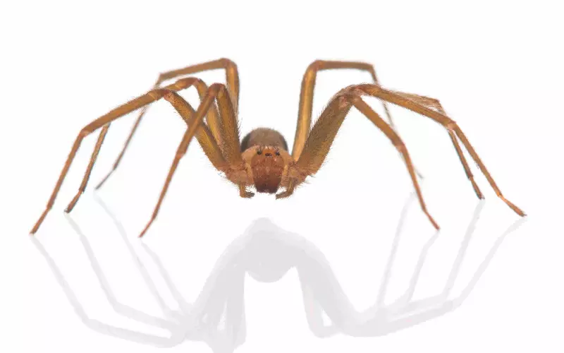 Reproduction And Lifecycle Of Chilean Recluse Spider