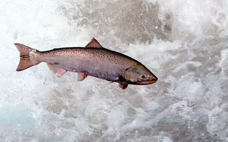 Reproduction And Lifecycle Of Chinook Salmon