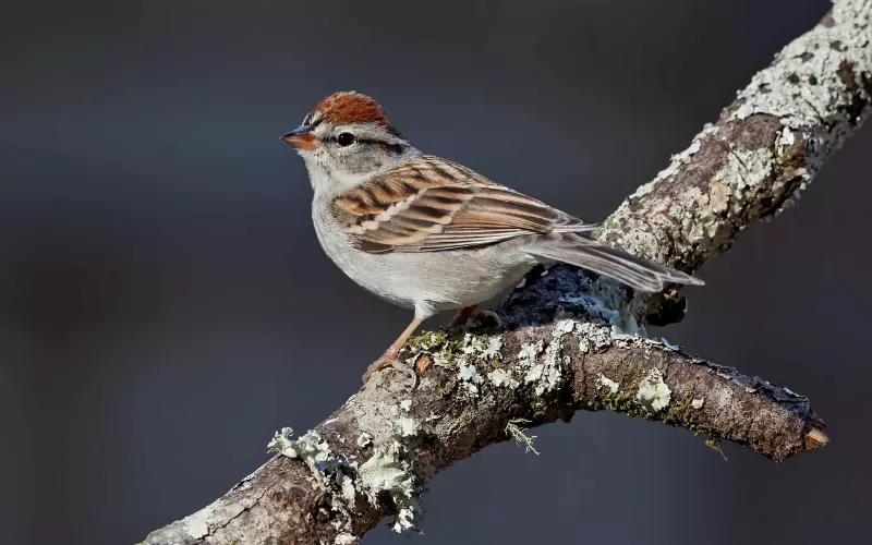 Reproduction And Lifecycle Of Chipping Sparrow