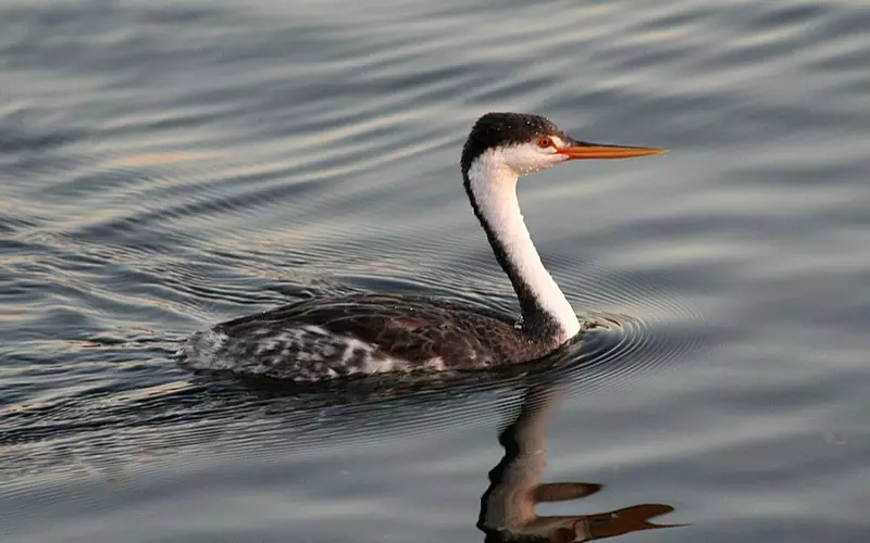 Reproduction And Lifecycle Of Clark’s Grebe