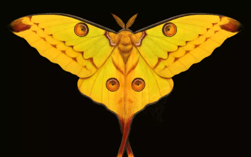 Reproduction And Lifecycle Of Comet Moth