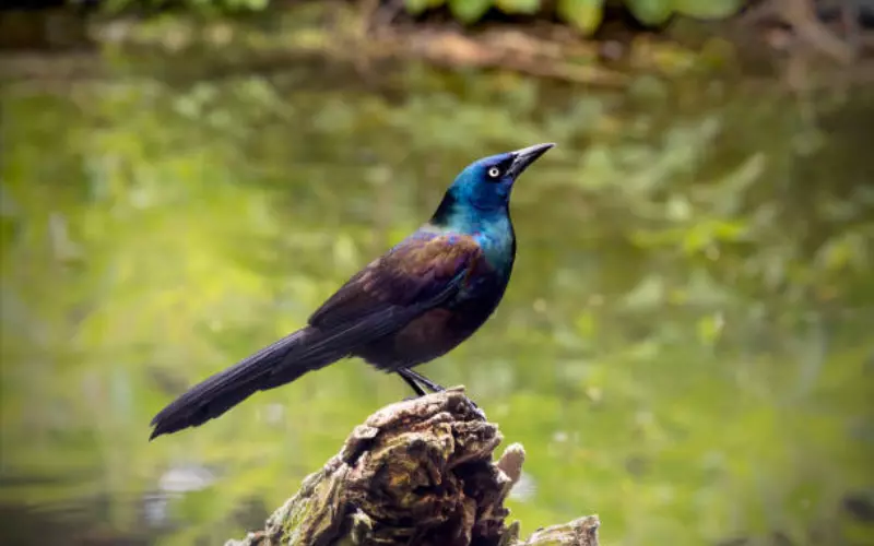 Reproduction And Lifecycle Of Common Grackle