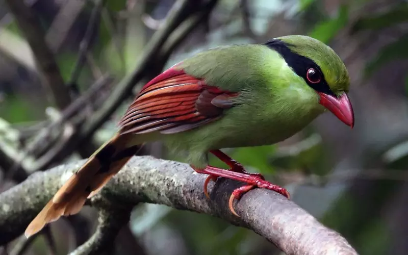 Reproduction And Lifecycle Of Common Green Magpie