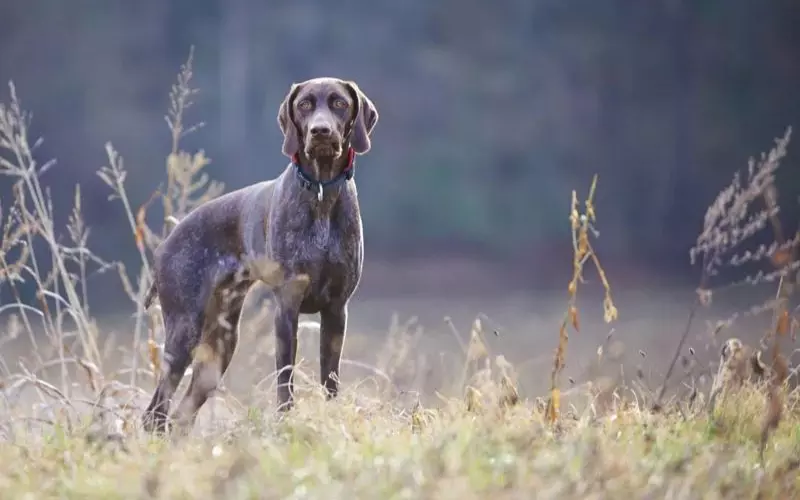 Reproduction And Lifecycle Of German Shorthaired Pointer