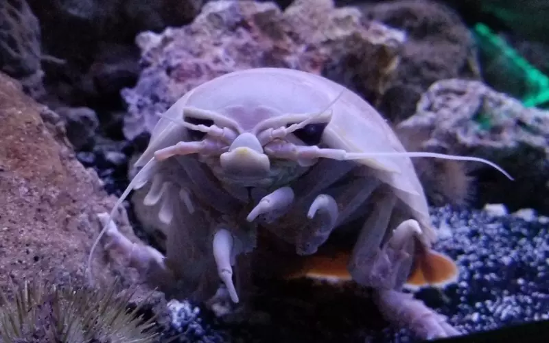 Reproduction And Lifecycle Of Giant Isopod