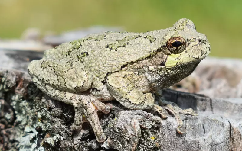 Reproduction And Lifecycle Of Gray Tree Frog