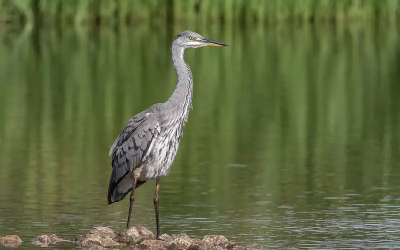 Reproduction and Lifecycle of Grey Heron