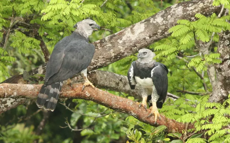 Reproduction And Lifecycle Of Harpy Eagle