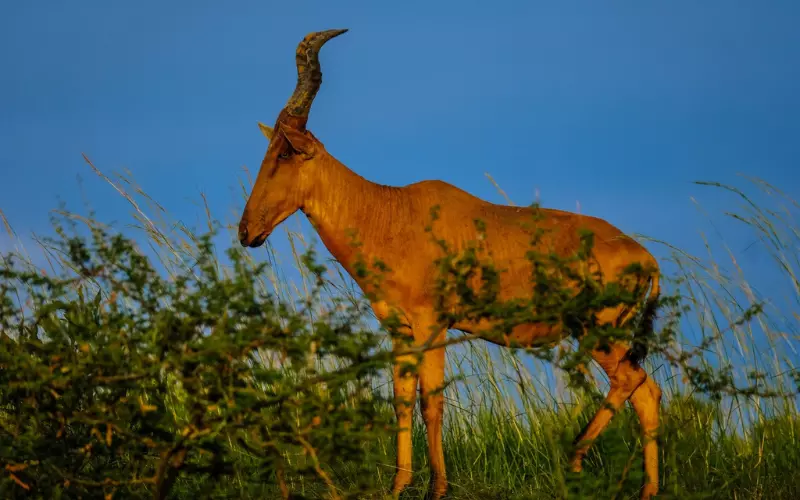 Reproduction And Lifecycle Of Hartebeest